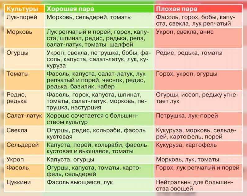 Как я выращиваю баклажаны без рассады в открытом грунте