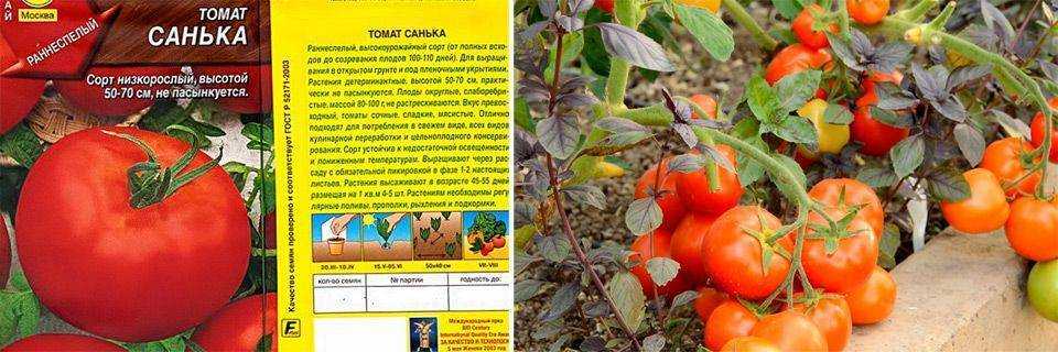 Томаты низкорослые для открытого грунта без пасынкования