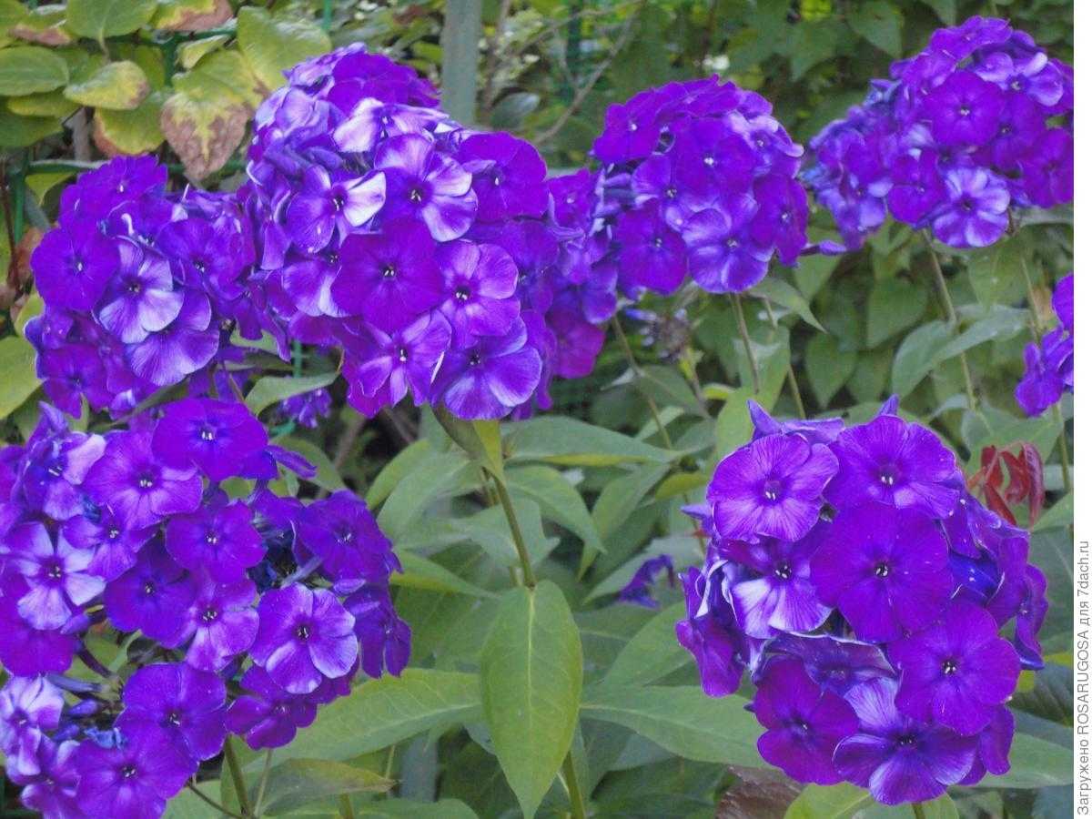 Топ-20 сциндапсус виды фото сорта +редкие | floravdome.ru