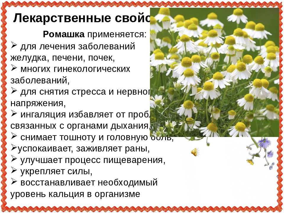 Ромашка аптечная - лечебные свойства, применение и фото ромашки аптечной.