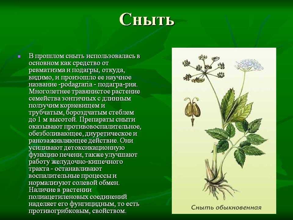 Сныть – это лекарственное растение, в основном используется для лечения...