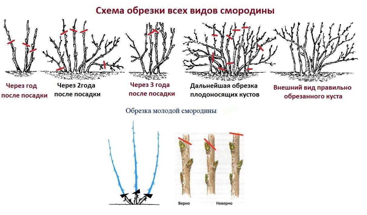 Обрезка красной и белой смородины: сроки, правила формирования