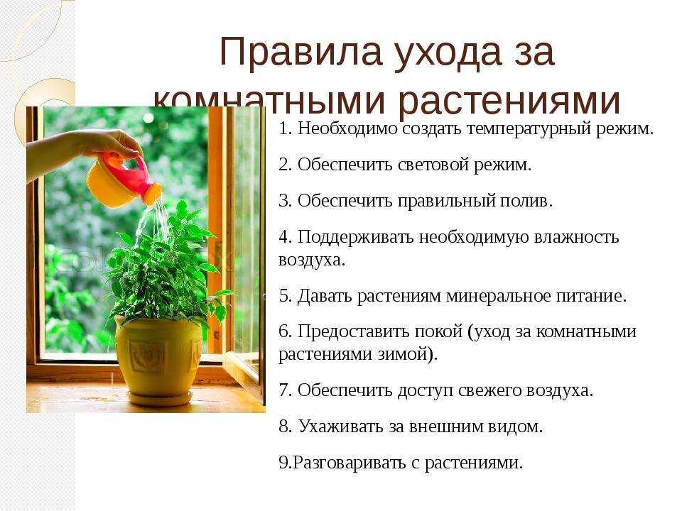 Гиппеаструм - уход в домашних условиях с фото