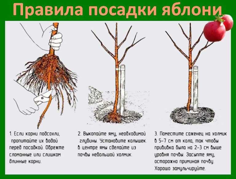 Абрикос в подмосковье: посадка, выращивание и уход