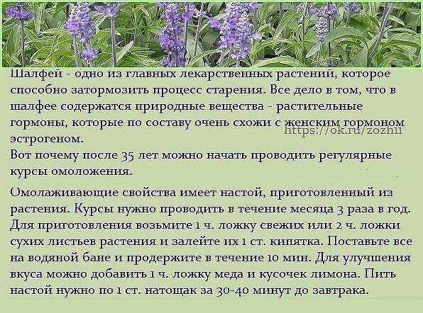 Шалфей: лечебные свойства и противопоказания, применение и рецепты