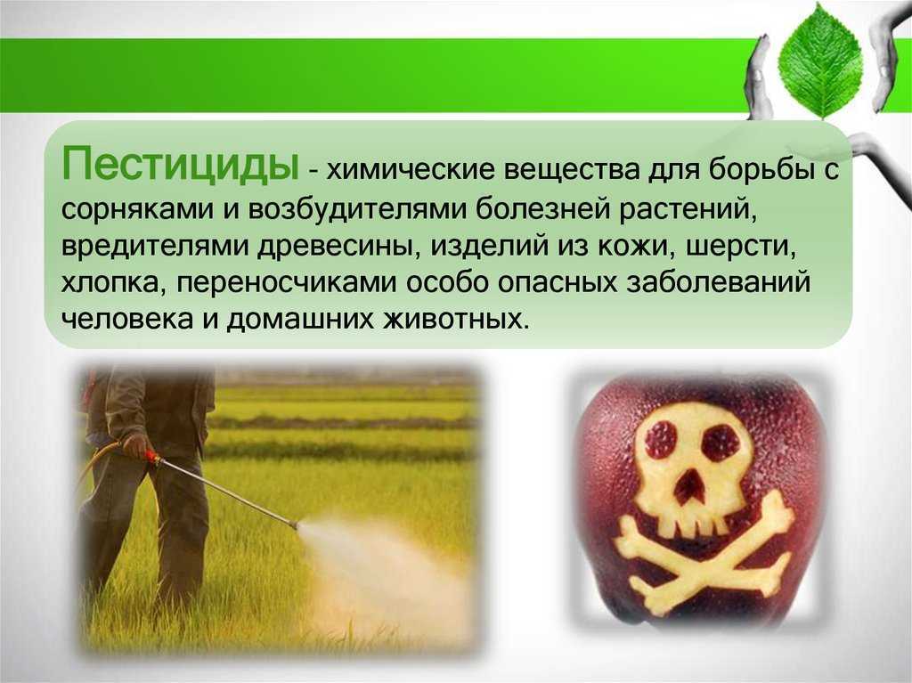 Комплексный подход и регулярность: как защитить клубнику от слизней