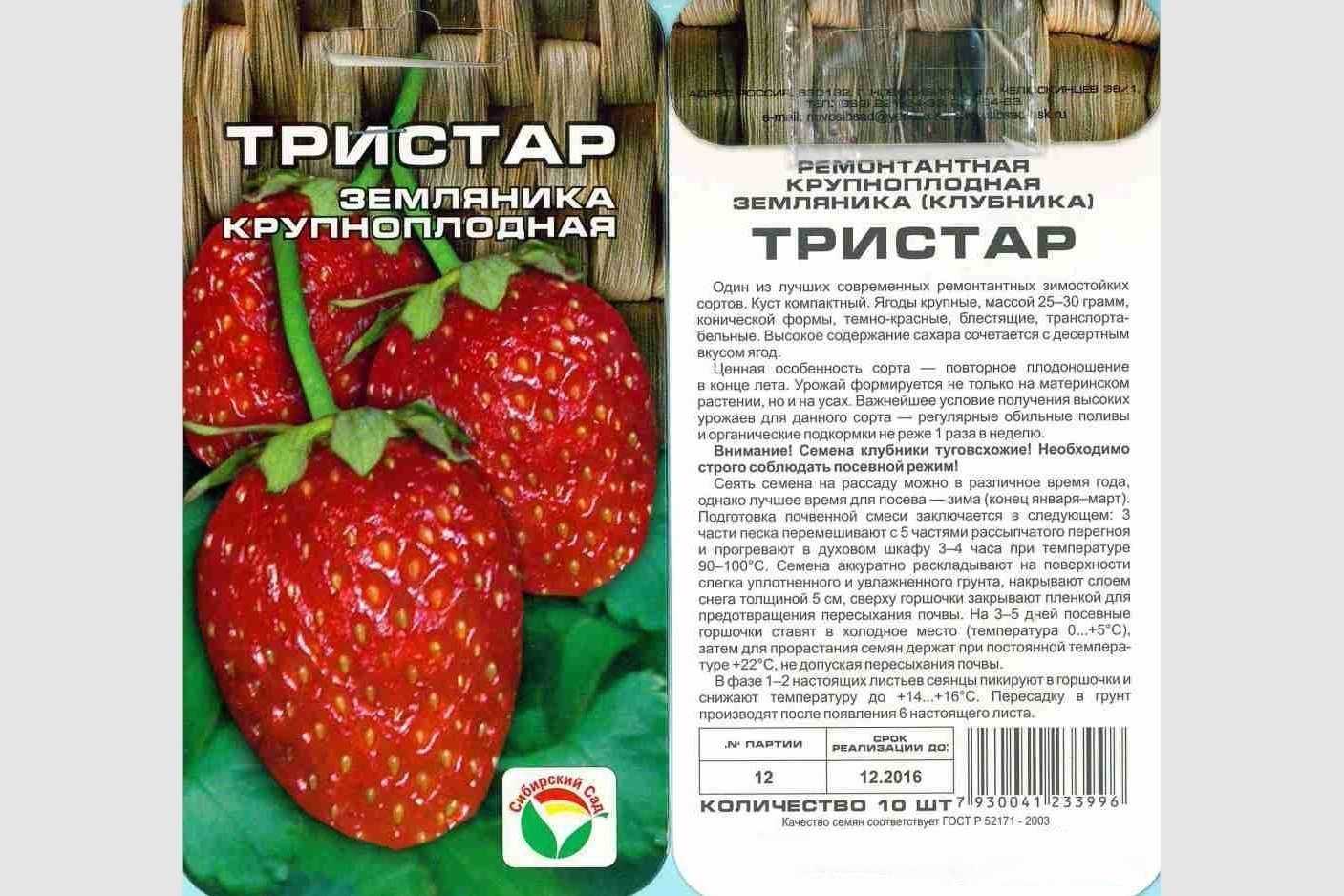 О сорте клубники Тристан: описание, агротехника выращивания, как ухаживать