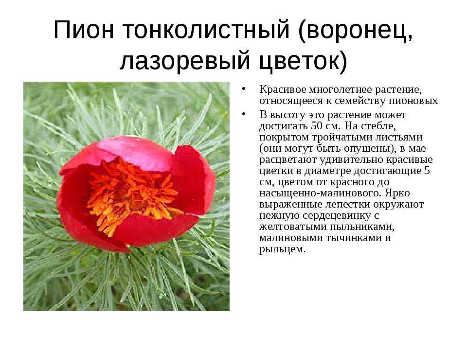 Пион тонколистный – где и как посадить, правила ухода, варианты размножения, использование в ландшафте