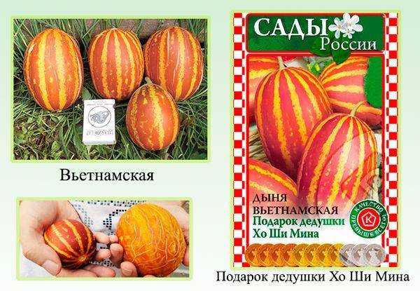 Вьетнамская дыня: фото, описание сорта, специфика выращивания