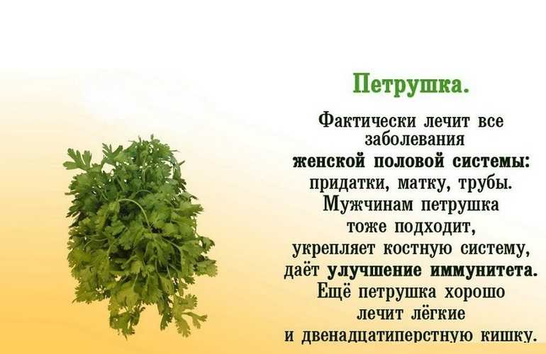 Петрушка: посадка и уход в открытом грунте, как вырастить на подоконнике, фото