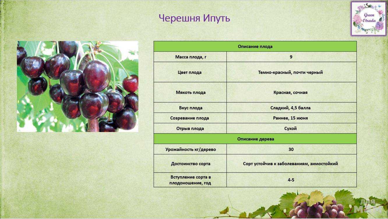 Черешня фатеж: описание сорта, морозостойкость, опылители, фото, отзывы дачников