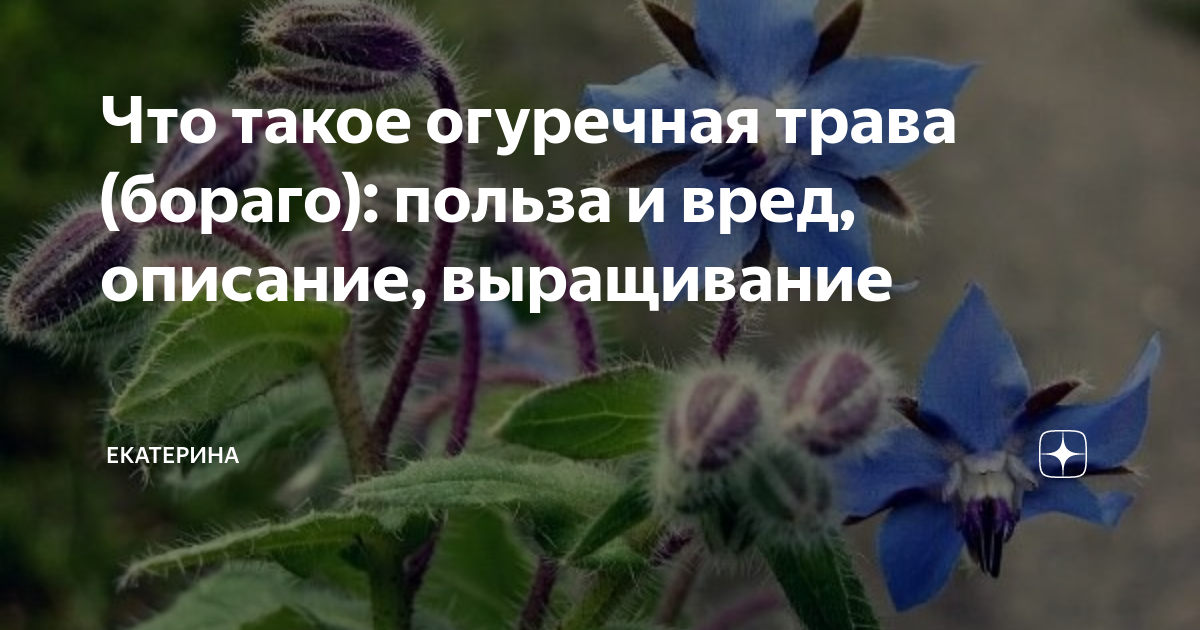 Бораго. посадка, размножение, уход, сорта, фото на supersadovnik.ru