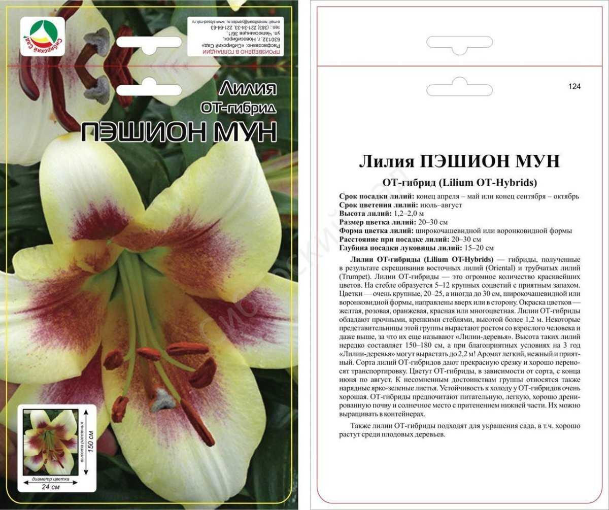 Лилии: выращивание, посадка, уход, сорта