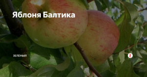 Яблоня балтика