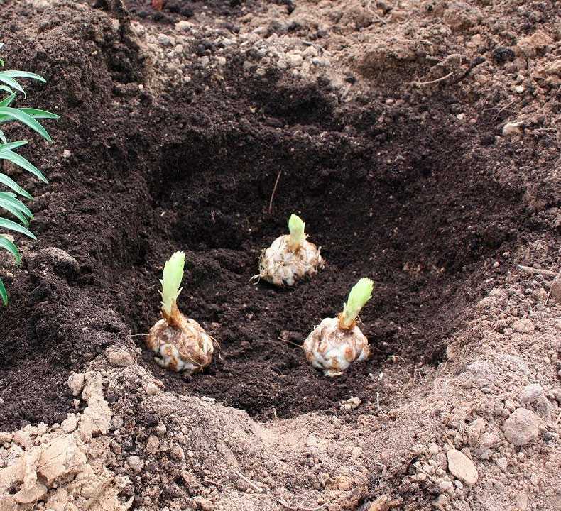 Всё о лилиях: сорта, посадка, уход и выращивание в домашних условиях