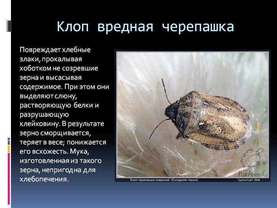 Вредители груши – описание с фото и методы борьбы народными средствами и препаратами