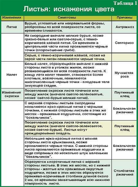 Обработка кустов смородины весной от болезней и вредителей