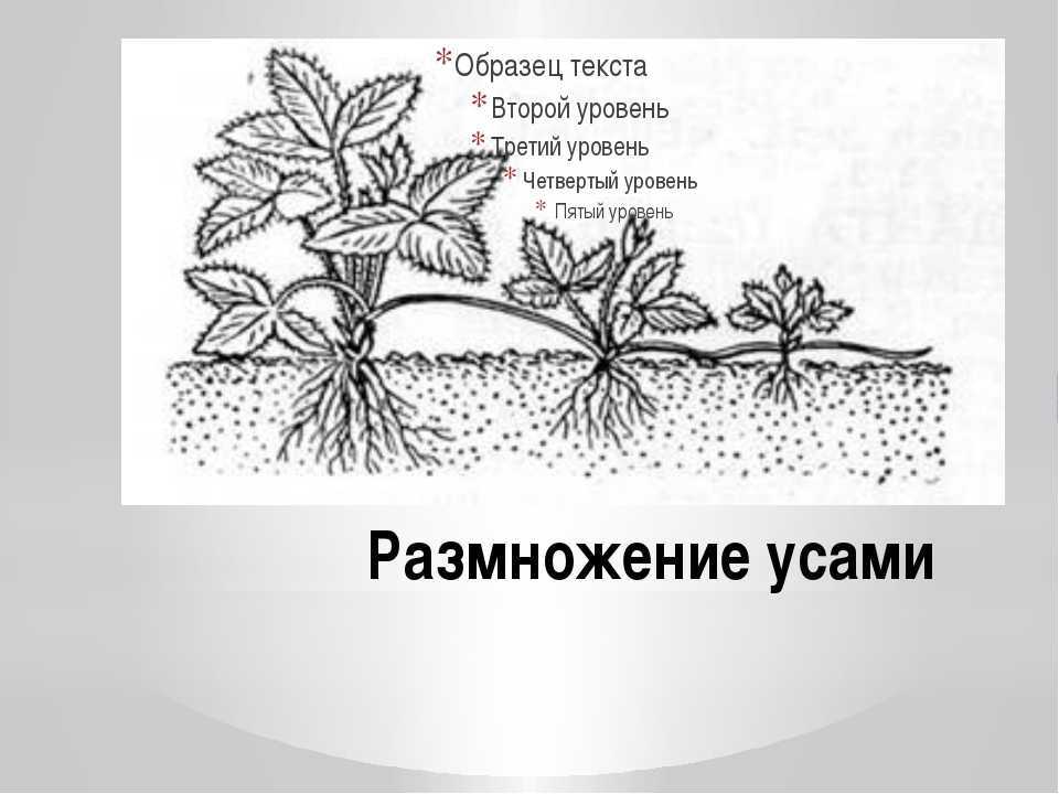 Пересадка клубники на новое место: весной, летом, осенью, способы размножения, сроки
