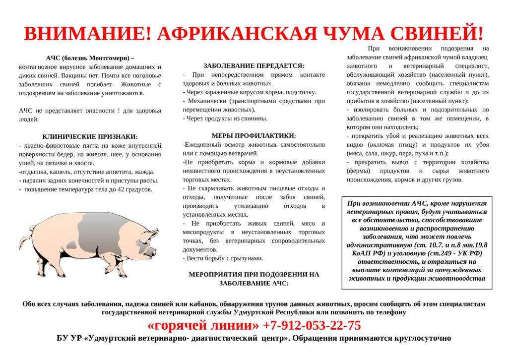 Чем африканская чума свиней отличается от классической: симптомы и формы