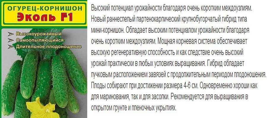 Обзор лучших холодоустойчивых сортов огурцов для выращивания в открытом грунте