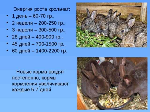 Спаривание кроликов в домашних условиях для начинающих