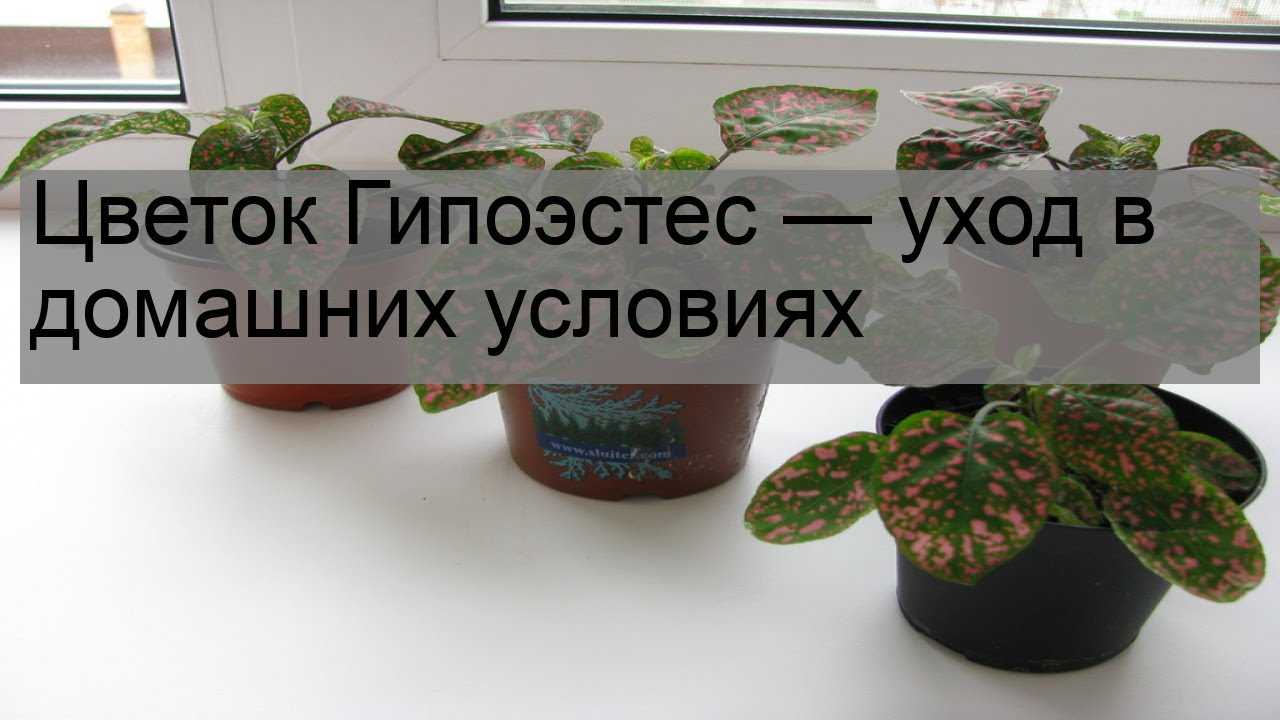Гипоэстес фото, уход в домашних условиях, выращивание комнатного растения из семян