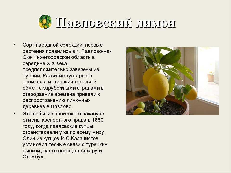 Лимон lemon комнатный - виды: павловский, мейера, пондероза, новогрузинский лимон, уход в домашних условиях, размножение