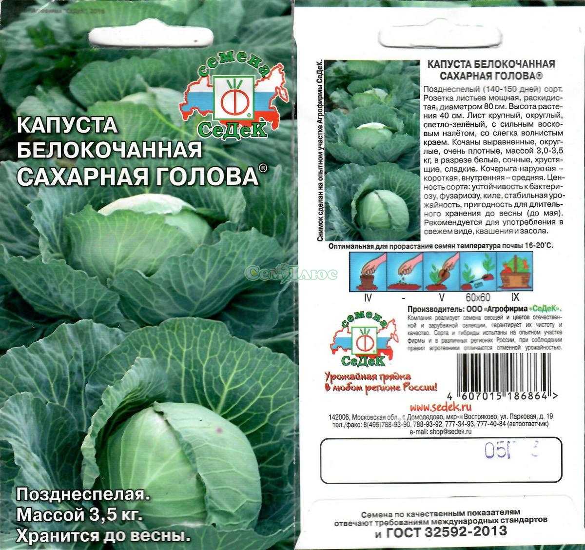 Капуста харьковская: фото, описание, плюсы и минусы, посадка и уход, отзывы