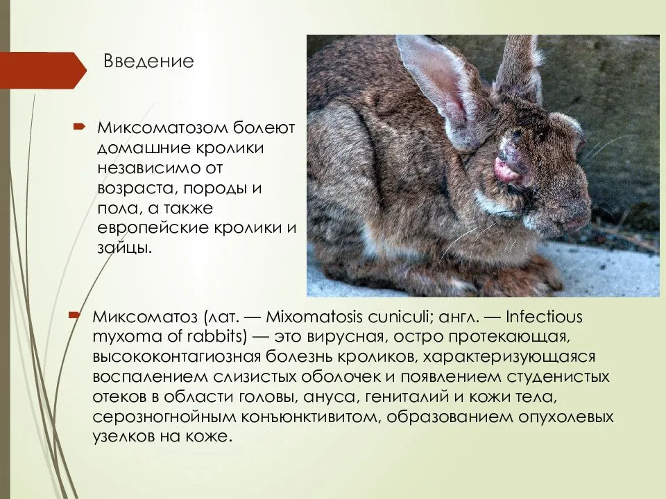 Миксоматоз у кроликов: фото, симптомы и лечение болезни