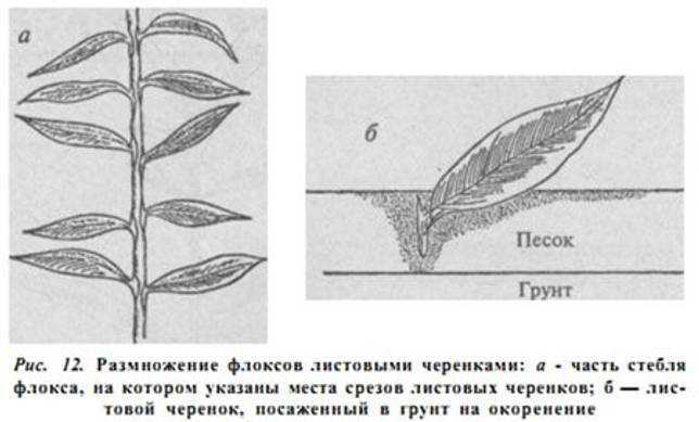 Способы размножения флоксов – ваш надёжный дом