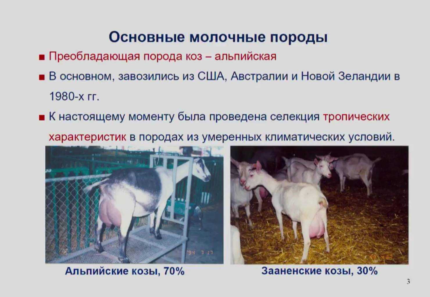 Дойные козы: 7 молочных пород без запаха, которые дают больше молока - omvesti.com