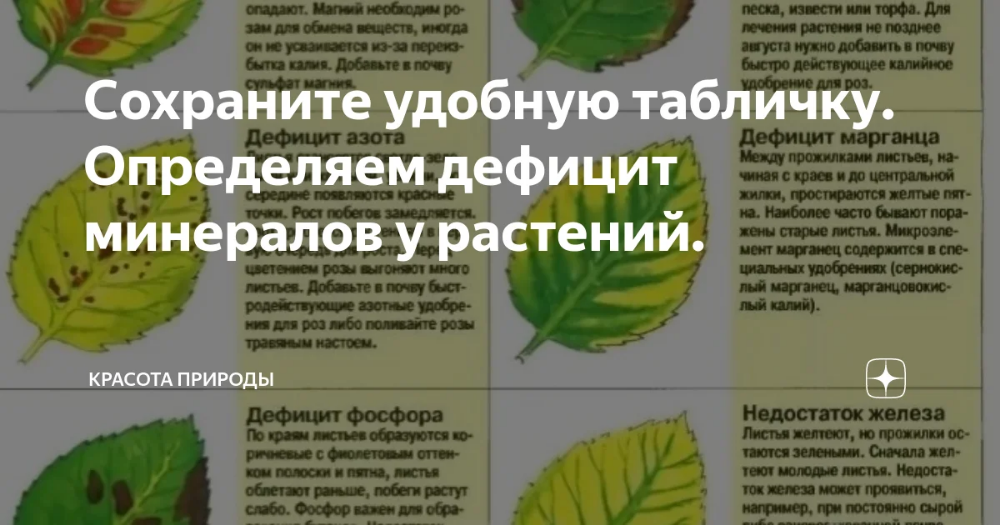 Причины, почему у черешни вянут листья и что делать с болезнью