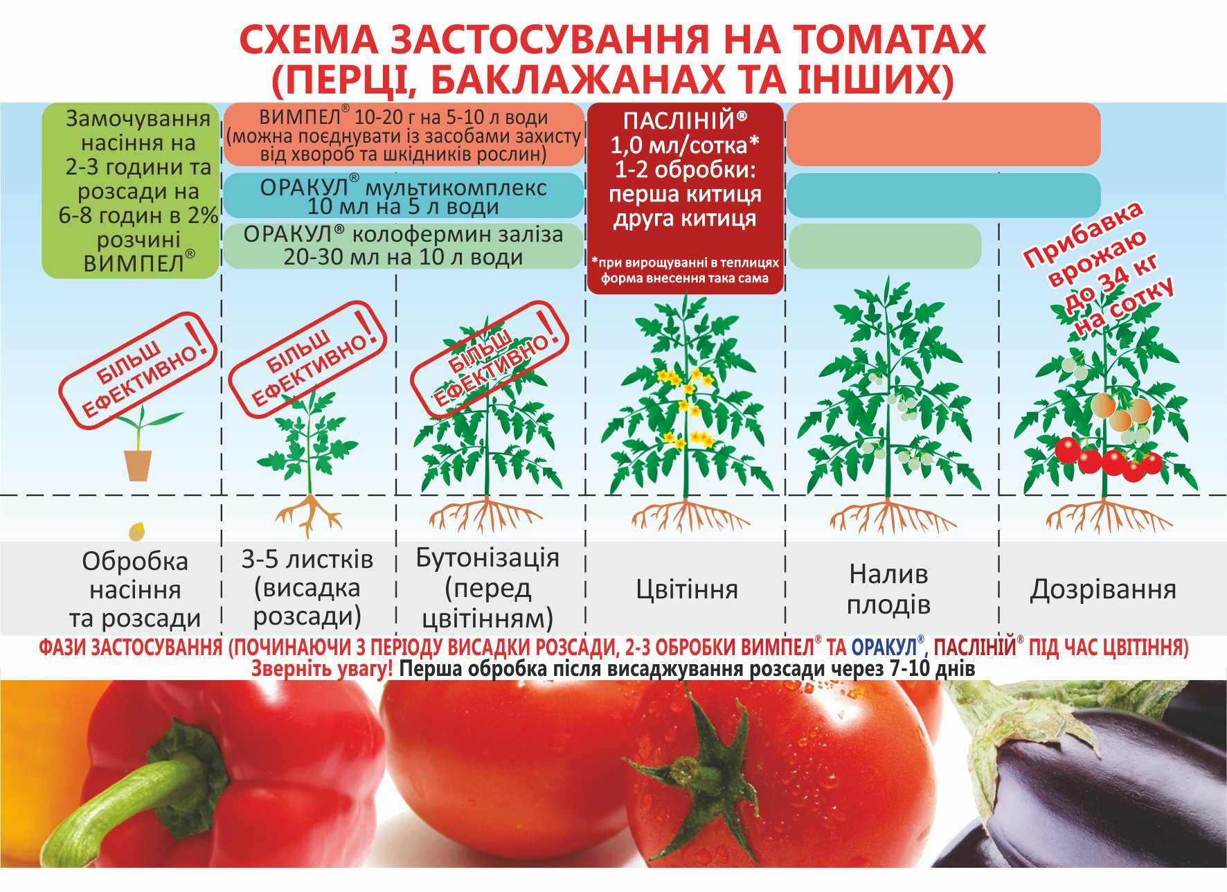 Сорт томата «титан»: описание и основные характеристики
