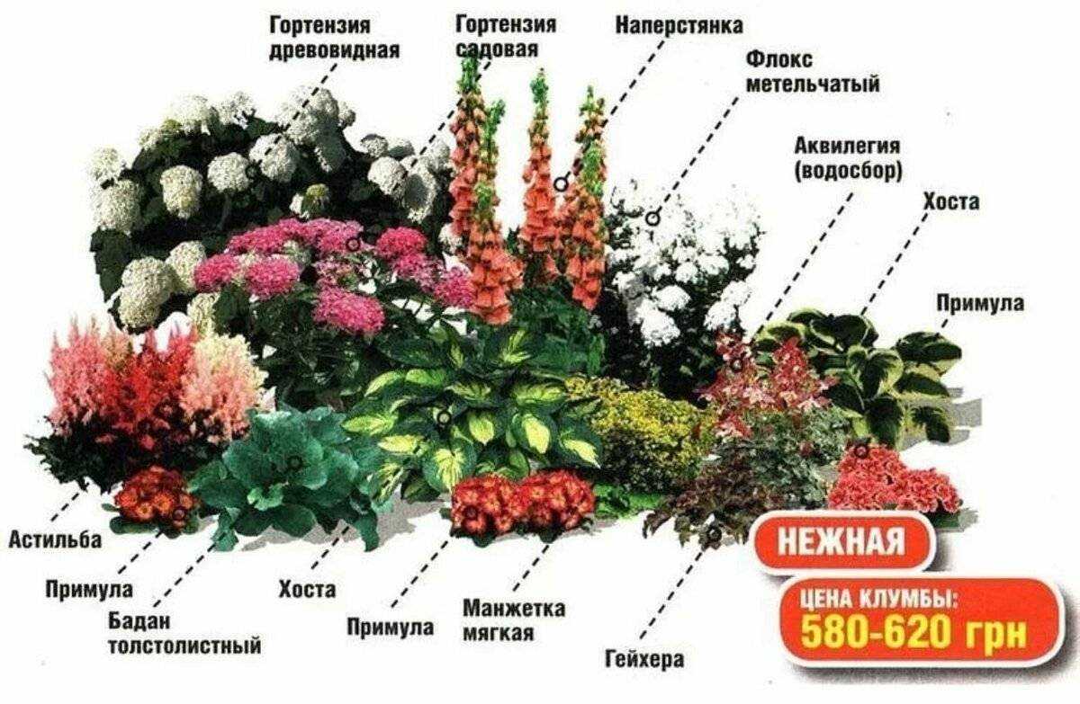 Самые красивые многолетники для сада и дачи: неприхотливые, фото с названиями