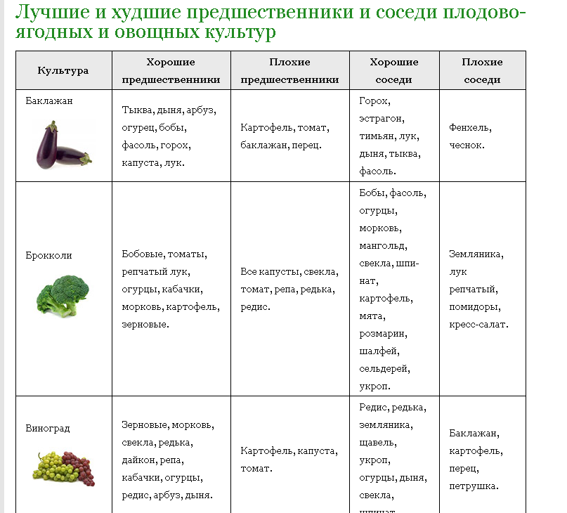 Совместные посадки на грядке: соседи баклажан, с чем сажать