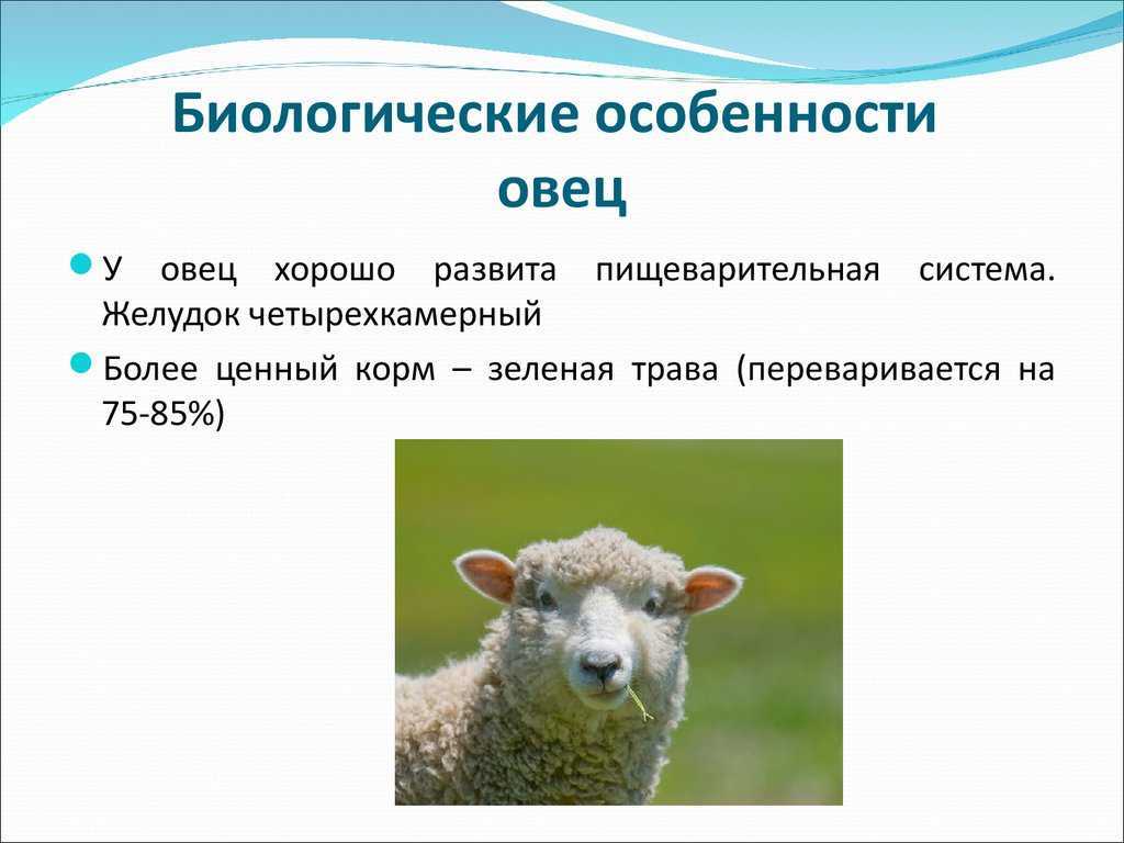 Овца животное. описание, особенности, виды, образ жизни и среда обитания овцы | живность.ру