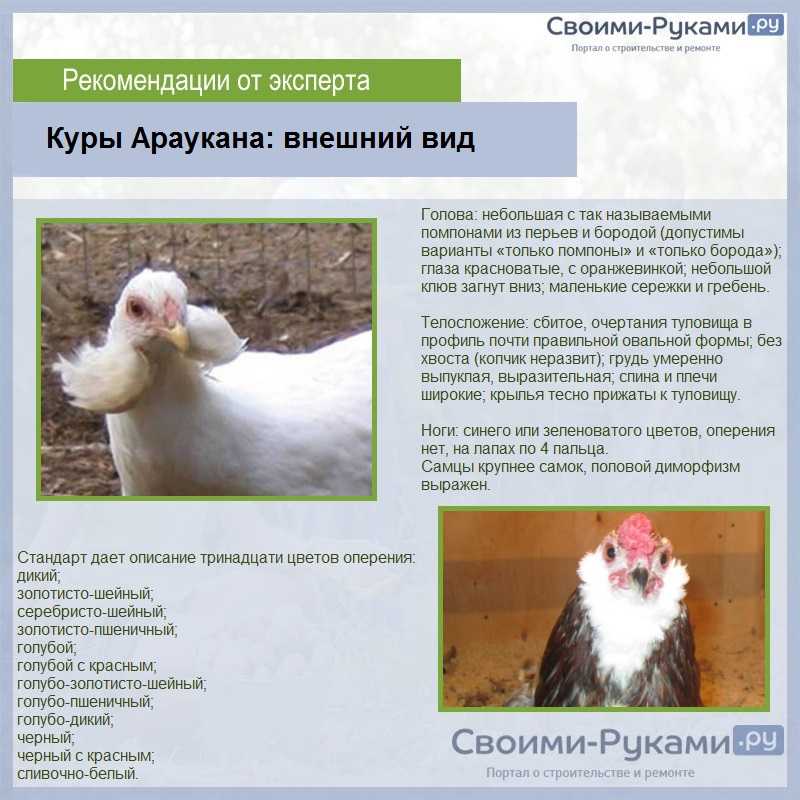 О курах Араукана: характеристики породы, разведение, содержание поголовья
