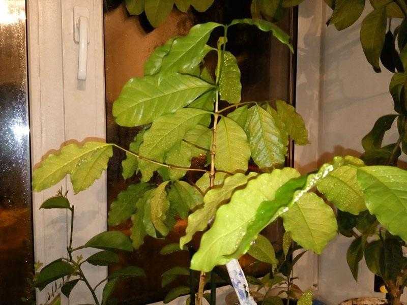 Кофейное дерево в домашних условиях: как вырастить экзотическое растение