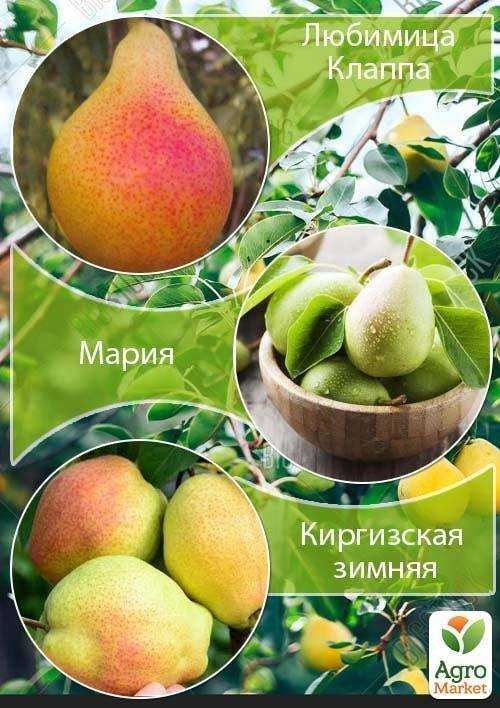 Груша любимица клаппа: описание сорта, правила выращивания и размножения