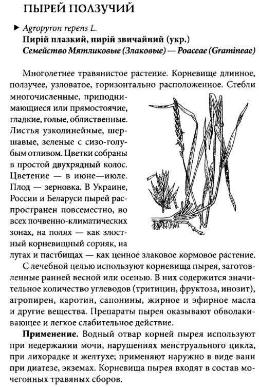 Пырей ползучий свойства