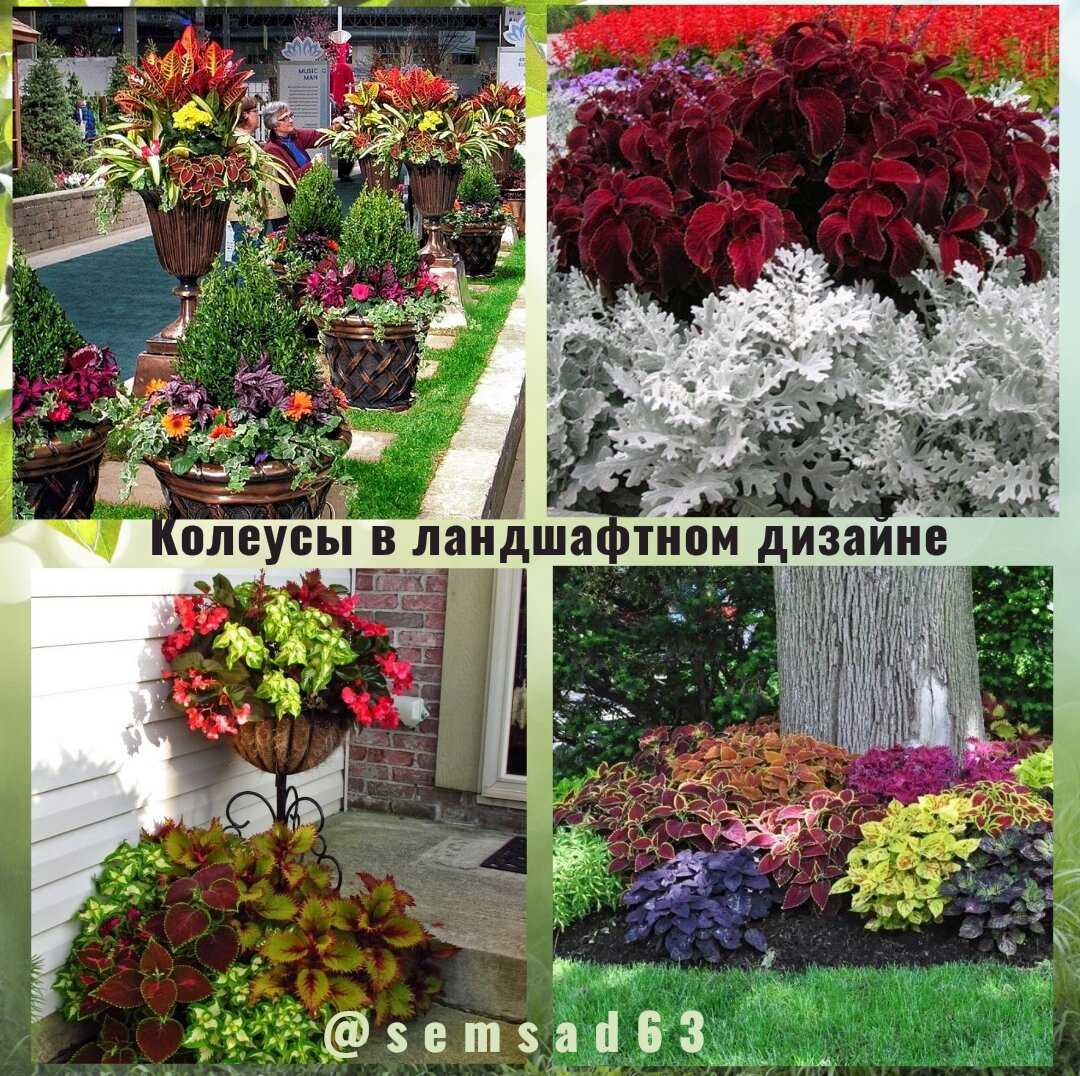 Возвращение комнатных колеусов, или новая жизнь декоративной крапивки