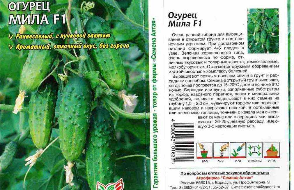 Огурцы — семена: лучшие самоопыляемые длительного плодоношения (отзывы)    :: клео.ру