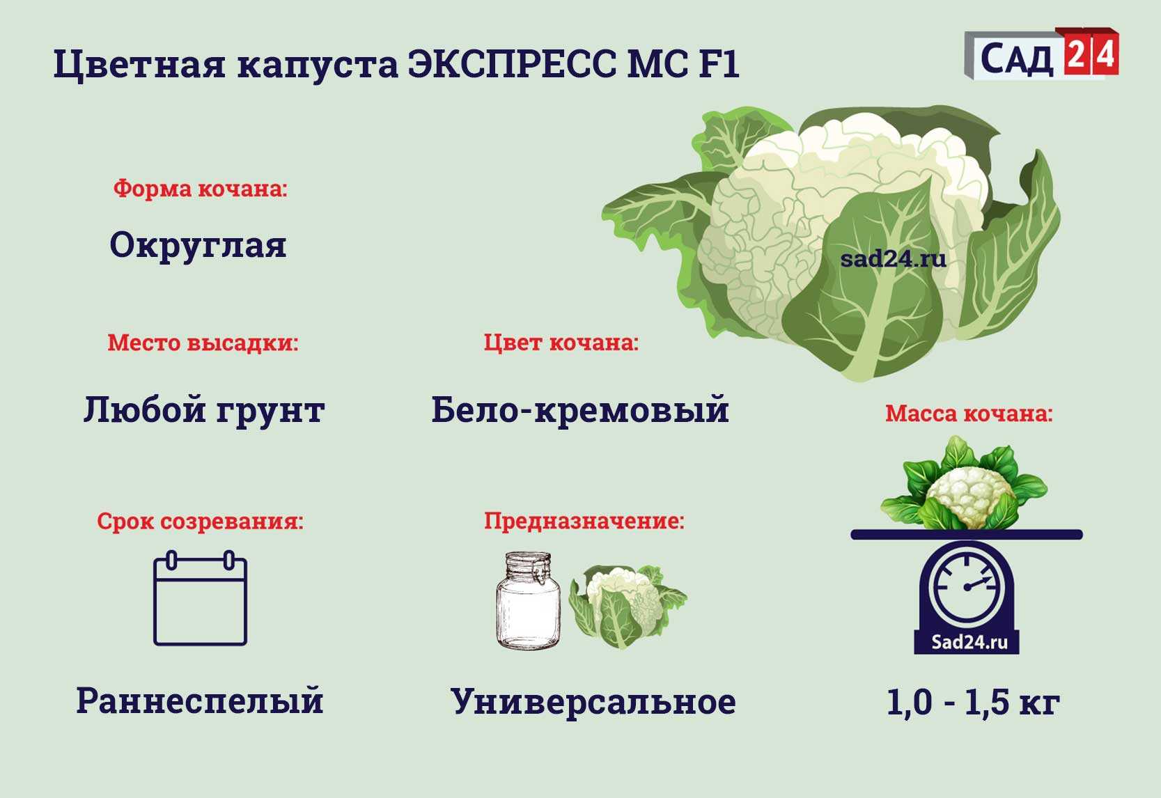 Подкормка цветной капусты в открытом грунте: чем удобрять для роста и как правильно