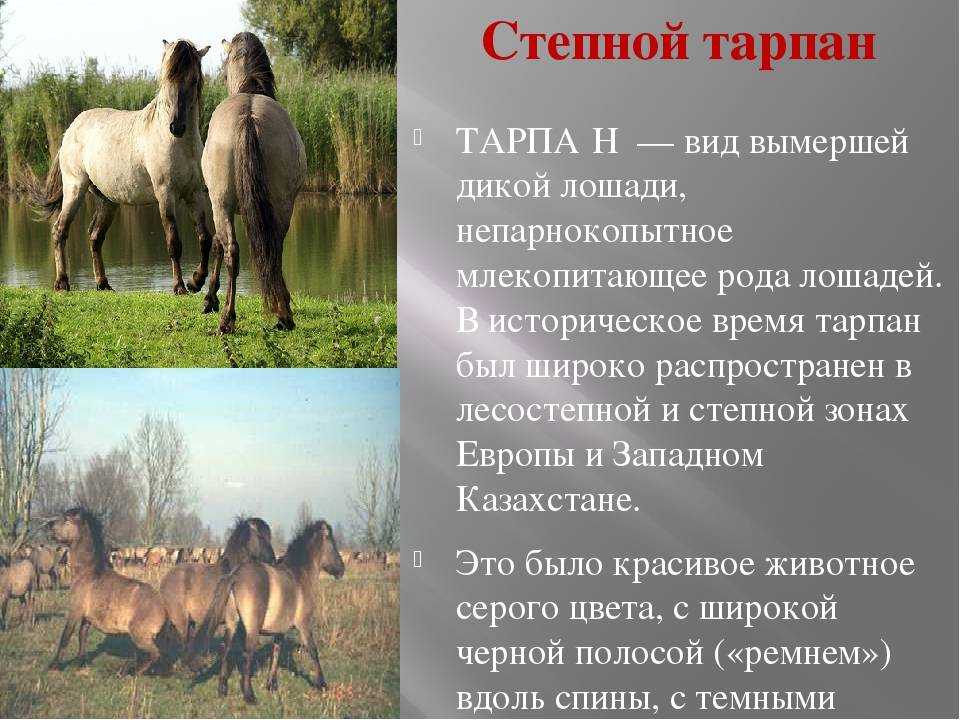 Лошадь пржевальского: описание, интересные факты, фото и видео, характеристики, история