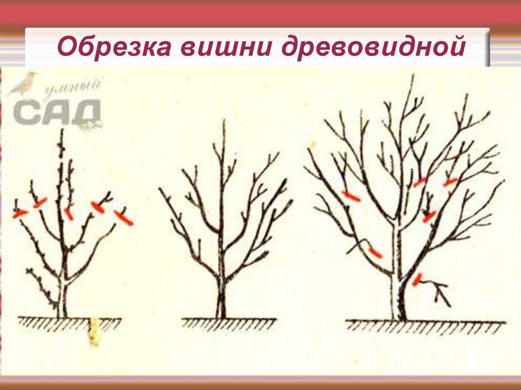 Как обрезать черешню весной для начинающих: схемы и инструкции по правильной обрезке