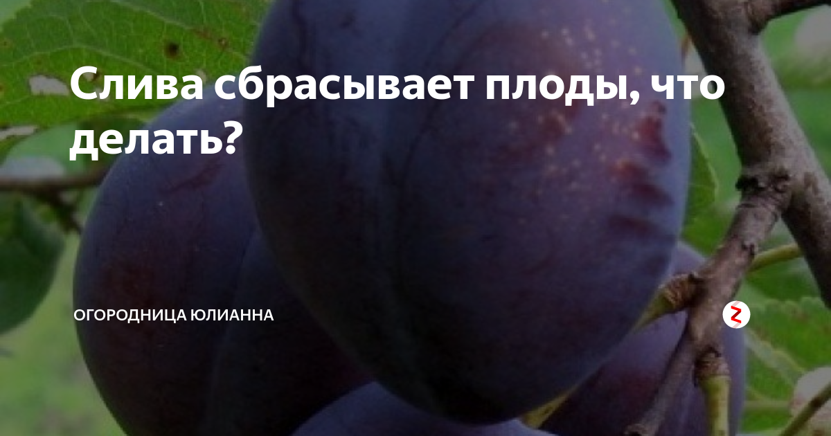 Почему не плодоносит слива на supersadovnik.ru