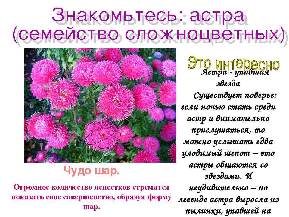 Астра: выращивание и уход в открытом грунте