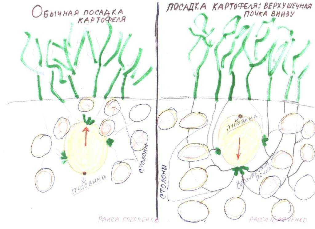 Как сажать картофель ростками вверх или вниз