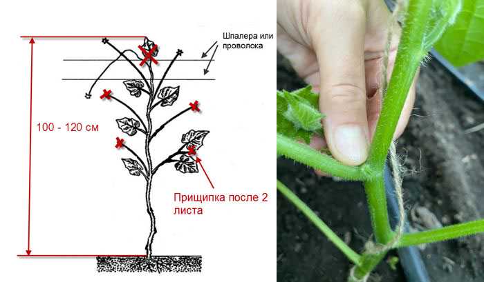 Георгины: посадка, уход и хранение