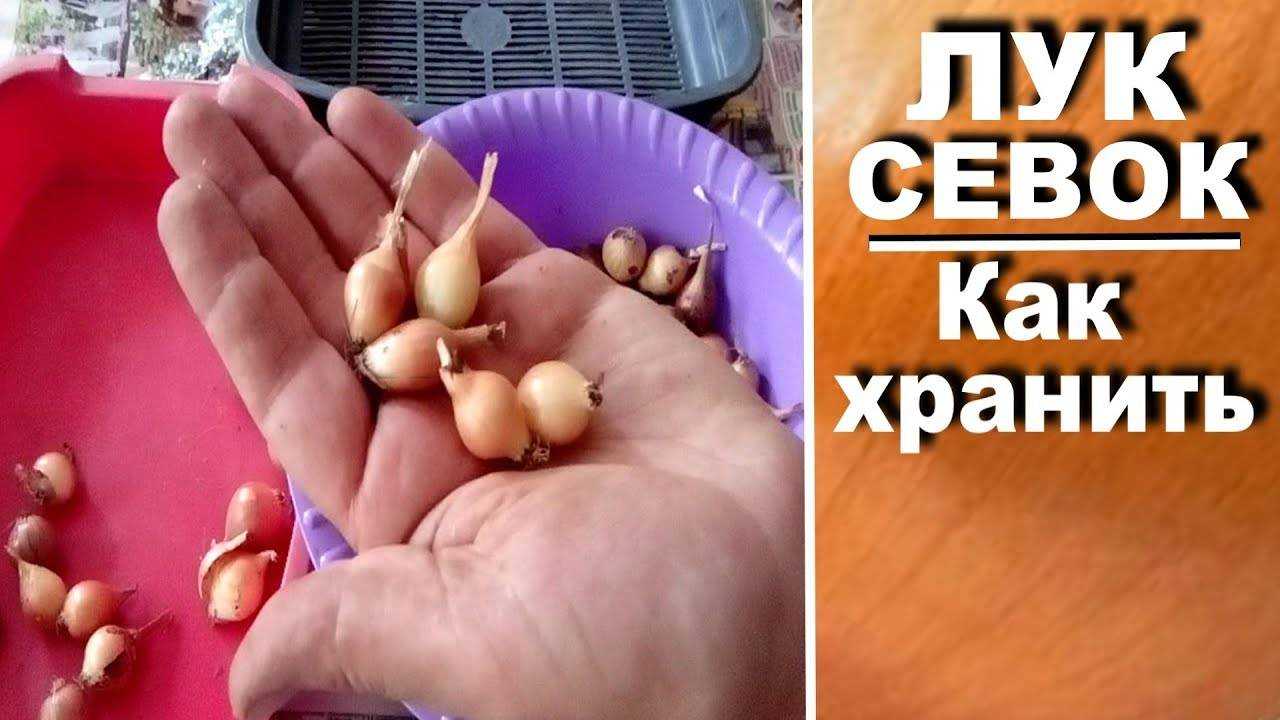 Сберечь до весны — хранение выращенного и покупного лука-севка: секреты и рекомендации опытных дачников — фазенда